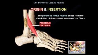 Peroneus Tertius Muscle  Everything You Need To Know  Dr Nabil Ebraheim [upl. by Linnet615]