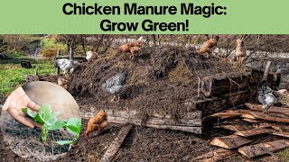 Transforming Chicken Manure into Fertilizer The 5Step Magic [upl. by Ohs]