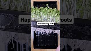 P4 Mini Kratky Method Test Grow Broccoli Microgreens with Little Electricity 🌱💧 Silicone Medium [upl. by Jerrylee]