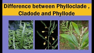 Difference between phylloclade  cladode and phyllode [upl. by Kusin]