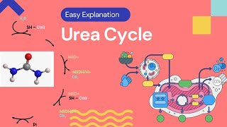 Urea Cycle Biochemistry Easy Explanation [upl. by Kannav]