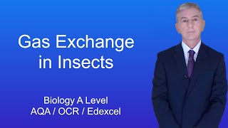 A Level Biology Revision quotGas Exchange in Insectsquot [upl. by Bowlds751]