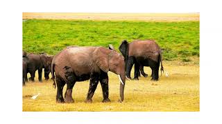 CON VOI  ĐỘNG VẬT HOANG DÃ CUỘC SỐNG LOÀI VOI Loxodonta africana [upl. by Refotsirk]