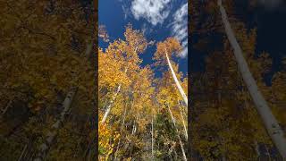 Hike through Colorado Aspens in Fall [upl. by Aicirtan]