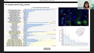 Center rhythm generator and central pain suppression circuits [upl. by Yriek]