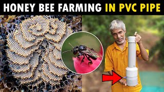 Stingless Honey Bee Farming in PVC Pipe  Meliponiculture  Apicuculture  Beekeeping in Pipe [upl. by Eirb]