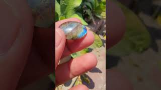 Best Quality Labradorite labradorite youtubeshorts gemsandgems trendingstatus gemslover gems [upl. by Vargas]