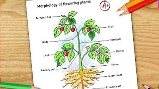 Morphology of Flowering plants drawing  easy  parts of flowring plants labelled diagram CBSE [upl. by Weylin999]