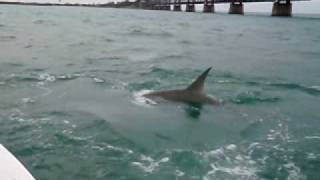 15ft Hammerhead Shark Eats My Tarpon [upl. by Franciska]