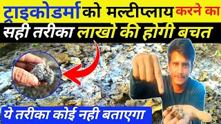 ट्रिकोडर्मा को मल्टिपलाय कैसे करे।how to multiply Trichoderma in compost। [upl. by Euqinehs47]