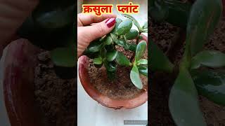 Crassula Plant care tips  Lucky Plant  Kuber Plant shorts [upl. by Yllek]