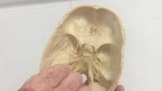 DOOLEY NOTED Cranial Nerves Quick Mnemonics and Skull Foramina [upl. by Wynn]