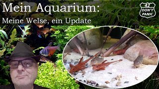 Meine Welse Rineloricaria sp rot  Corydoras sterbai  ein Update  Mein Aquarium 36 [upl. by Sukramed668]