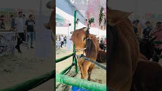 Fulkoli Agro stall in Chattogram cattle expoyoutubeshorts goruloversofchattga viralvideo cattles [upl. by Narret]