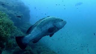 Buceo en Cabo de Palos Murcia [upl. by Ellehcen]