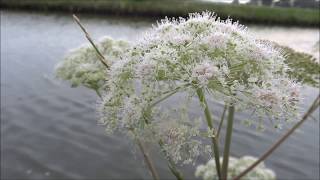 Wild angelica Angelica sylvestris  20140720 [upl. by Anauq]