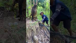 A young man see Eagle and turtle in the forest part 01 eagles birds nature animals wildlife [upl. by Nadiya]