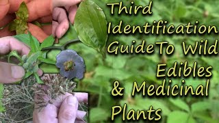 How To Identify Wild Edibles amp Medicinal Plants  A Full Video Guide [upl. by Eimarrej458]