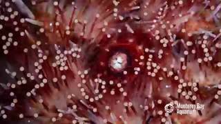 Watch a sea urchin devour a seaweed snack [upl. by Eiznik]