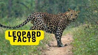 All About Leopards for Children Leopards Facts for Kids 2023 [upl. by Maleki]