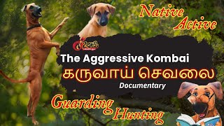 கருவாய் செவலை – ஆவணப்படம்  Kombai dog documentary  kanni  Rajapalayam  Chippiparai  UrumiTV [upl. by Argyres]