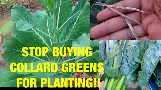 DO THIS INSTEAD HOW TO GROW TONS OF COLLARD GREENS [upl. by Eckart]