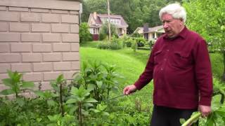 The Many Uses of Pokeweed [upl. by Trebbor]