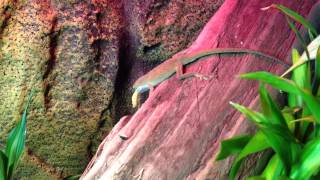 Anole lizard eating wax worm [upl. by Joung]