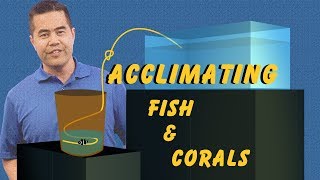 Acclimating Fish and Corals How Drip Acclimation Ensures a Safe Transition Into Your Aquarium [upl. by Titos782]