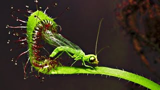 Top 20 Carnivorous Plants That Eat Animals [upl. by Leicester332]