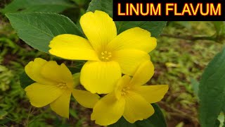 Linum Flavum [upl. by Ellehsyt]