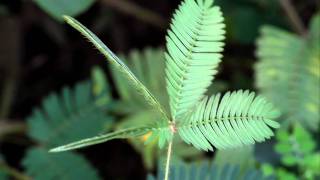 Touchmenot plantsensitive plant mimosa pudica leaves in action  लाजाळूचे झाड [upl. by Damon]