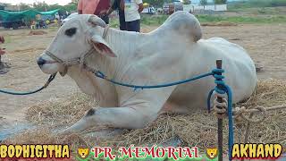 🦁 PR MEMORIAL BULLS ARRIVED AT G KOTHAPALLI BULLS SENIOR RACE  BODHIGITHA 🤍 AKHANDA  🦁 [upl. by Wendell16]