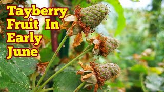 Tayberry Fruit In Early June No Dig Organic Allotment Kitchen Garden And Fruit Orchard [upl. by Leelah]