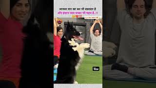 Dogs ki vafadarishortsfeed dog dogtype shortvideo [upl. by Antrim]