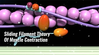 Sliding Filament Theory Of Muscle Contraction Explained [upl. by Fionnula]