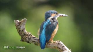 Common Kingfisher [upl. by Michey981]