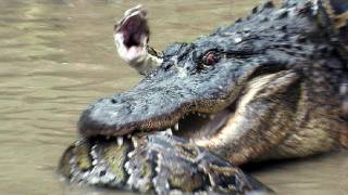 Python vs Alligator 13  Real Fight  Python attacks Alligator [upl. by Etakyram]