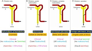 Glomerular Filtration Reabsorption Secretion Chapter 26 part 7 Guyton and Hall Physiology [upl. by Ashlin]