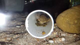 Rineloricaria parva  Whiptail Catfish on eggs [upl. by Neemsaj48]