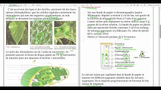 93 Localisation de la chlorophylle au sein de la cellule végétale le chloroplaste [upl. by Sardse]