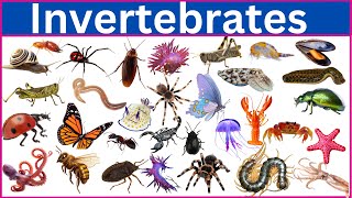 Invertebrates  100 Incredible Invertebrates [upl. by Euqilegna]