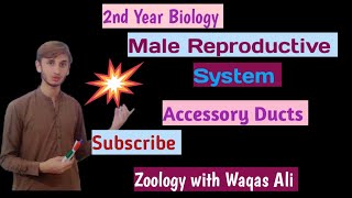 Accessory ducts of male reproductive system  Male Reproductive system part 2 [upl. by Tterag522]