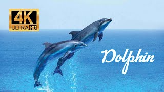 Dolphin 4K [upl. by Ecyla]