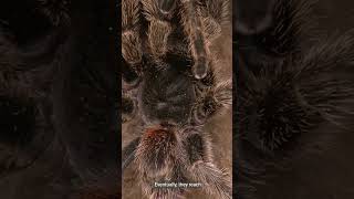 The Life Cycle of Tarantulas Journey shorts tarantulas insects [upl. by Florence]