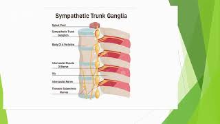 intercostal nerves thoracic wall [upl. by Naima]