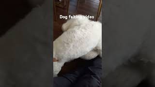 dodgy fight viral video cute dogshorts doglover dog [upl. by Jeroma]