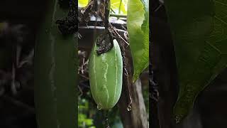 Ivy gourd timun padang vegetables [upl. by Taveda394]