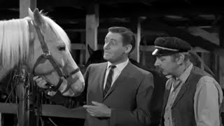 Mister Ed Season 1 Episode 18 1961 Eds New Shoes [upl. by Cheri]