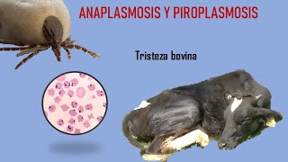 ANAPLASMOSIS Y PIROPLASMOSIS BOVINA TRISTEZA BOVINA [upl. by Ailene686]